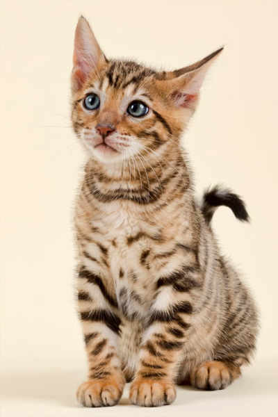 Description of Photo 1