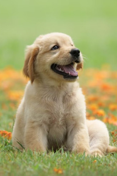 Description of Photo 1