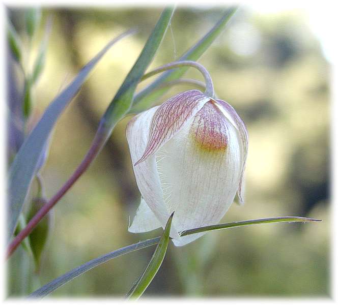 Quicksilver Wildflowers