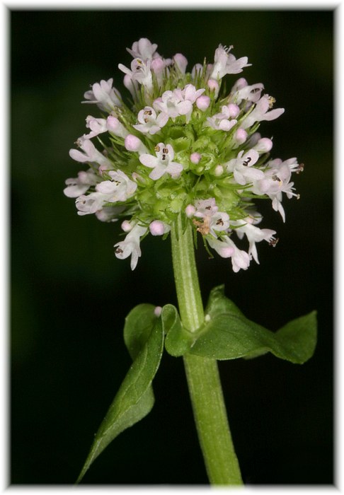 Quicksilver Wildflowers